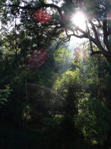 Morning Mist - 30 June 2015