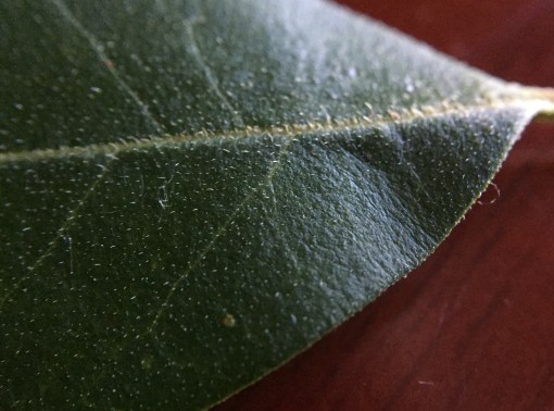 Small Leaved Privet - finely hairy - 5 June 2015 - cropped