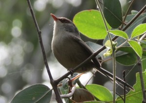 Variegated Fairy Wren - 22 June 2015