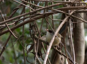 Variegated Fairy Wren - habitat - 22 June 2015