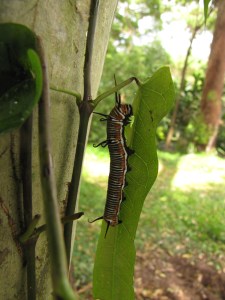 Common Crow - caterpillar - 11 Mar 12