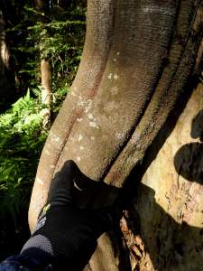 Monkey Rope Vine - close - 17 July 2015