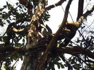 Monkey Rope Vine - high - 17 July 2015