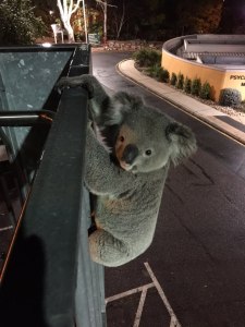 Mt Gravatt Campus - rail - 22 July 2015