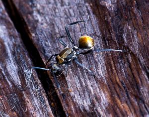 Golden-tailed Spiny Ant - 22 July 2014 - Alan Moore - close