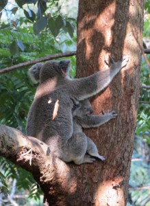 Koala & Joey - Fox Gully 3 - 4 Jan 2014 close