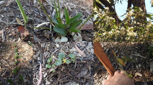 Spring growth - 1 Sept 2015