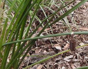 Stick Case Moth - 26 Sept 2015