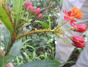 Milkweed Aphid - Aphis nerii - 16 Oct 2015 crop