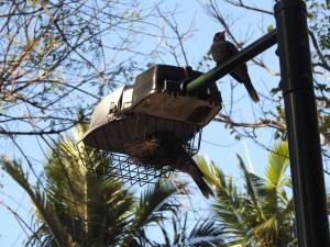 Noisy Miner - feeding chicks2 - Roly C - 16 Oct 2015