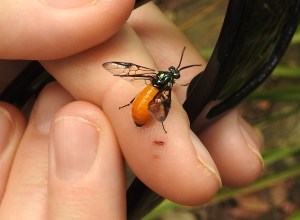 Sawfly - 16 Oct 2015