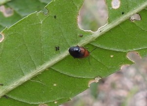 Small Brown-black Leaf Beetle - Nisotra bicolorata - Roly C - 16 Oct 2015