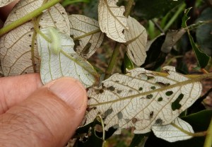Small Green-banded Blue - Psychonotis caelius - caterpillar2 - Roly C - 16 Oct 2015