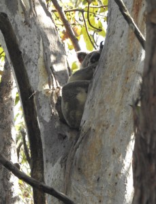 Koala - Gertrude Petty Place - 23 Nov 2015 lowres
