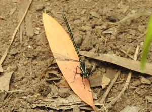 Common Flatwing Austroargiolestes icteromelas - 15 Dec 2015