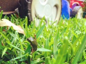 Frog and mower