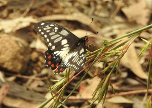 Dainty Swallowtail  12 Mar 2016 low res