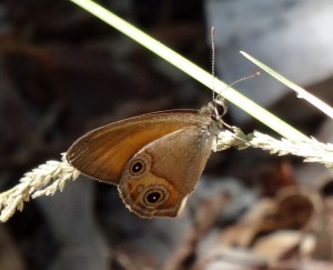 Brown Ringlet - Hypocysta metirius - 23 Apr 2016