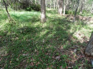 Creeping Lantana - Lantana montevidenses - 23 Apr 2016