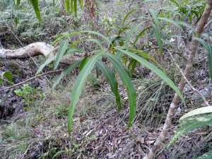 Mock-olive - Notelaea longifolia - Tree - 23 May 2016