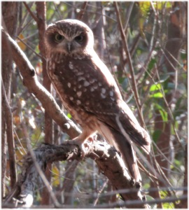 Southern Boobook Owl Ninox novaeseelandiae - 27 May 2016 - T Ashworth
