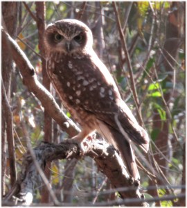 Southern Boobook Owl Ninox novaeseelandiae - 27 May 2016 - T Ashworth