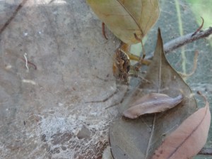 Tree Water Spider - Dendrolycosa icadia - 18 Apr 2016