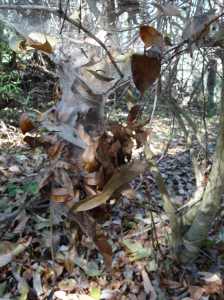 Tree Water Spider - Dendrolycosa icadia - web side - 18 Apr 2016