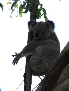 Koala - Fox Gully 10 Dec 2016 - Maria Hill adj