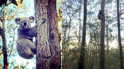 Koala - Scott and Miranda - 11 June 20161