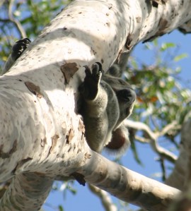 Koala - Upper Ekibin Creek - Pieter D. 9 April 2016 close