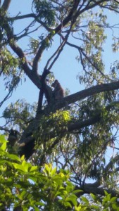 Koala - Vittal - 17 April 2016