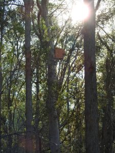 Kookaburra box - Fox Gully Bushcare Phase 2 - 7 July 2016