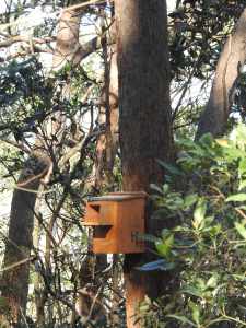 Kookaburra box - Geebung Track - 7 July 2016 lowres