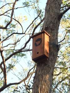 Micro-bat box - Geebung Track - 7 July 2016 lowres