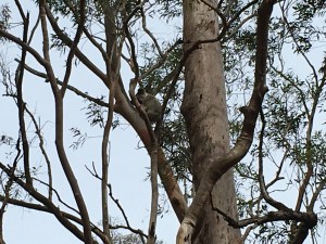 Semple1 - 14 July 2016