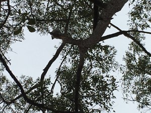 Semple2 - 14 July 2016