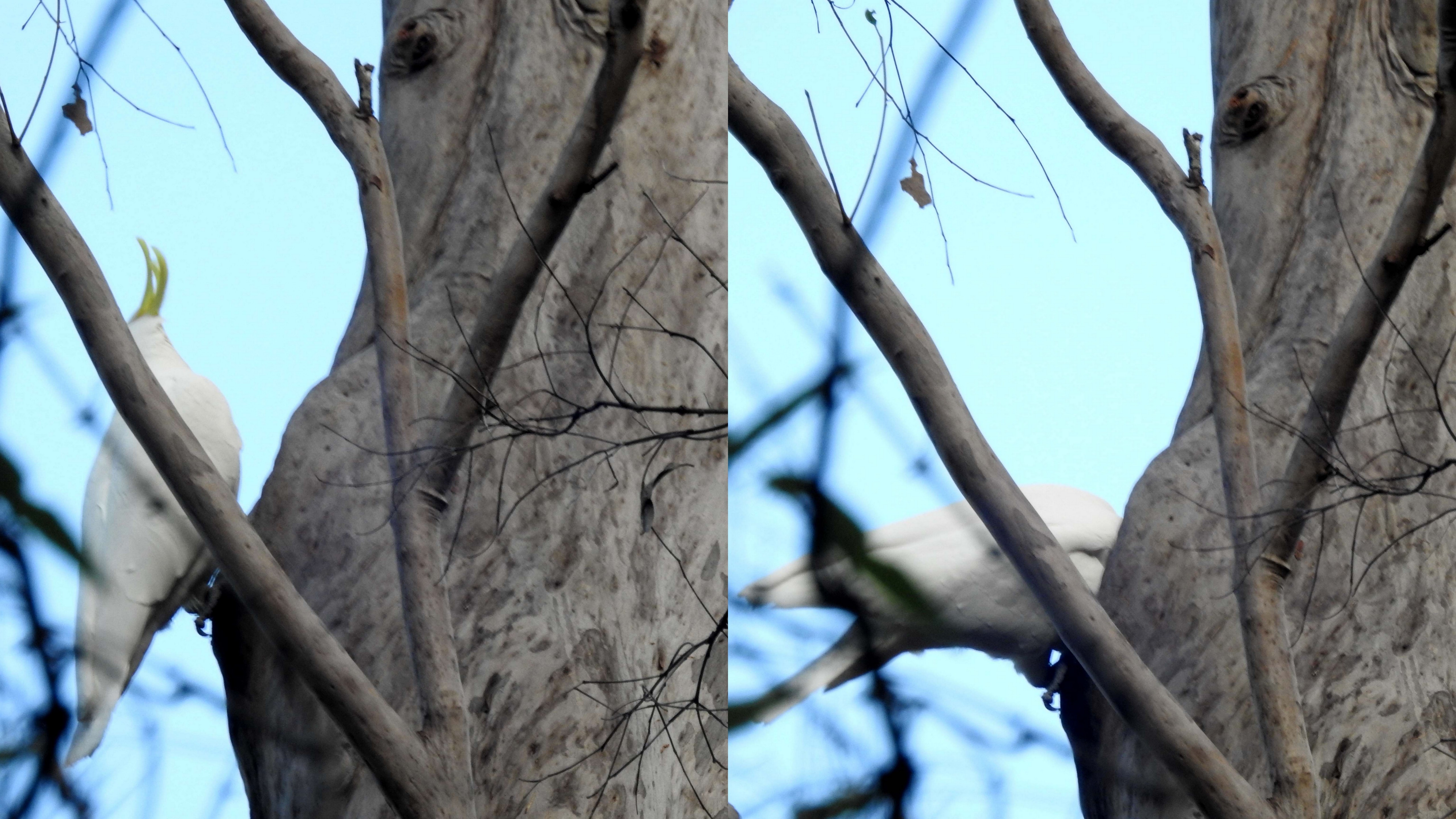 Sulphur-creasted Cockatoo - clearing hollow - 30 June 2016