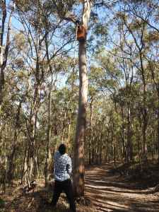 Carl checking Boobook Owl box - 27 Aug 2016 lowres