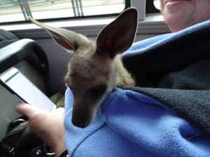 Kangaroo on a bus - 31 Aug 2016 lowres