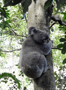 Koala - 50 O'Grady - 201 Aug 2016