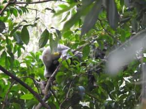 Koala male - 50 O'Grady - 201 Aug 2016 low res