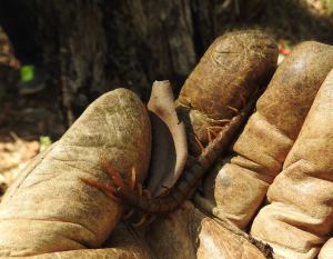 Scolopendrid centipede - 27 Aug 2016 lowres