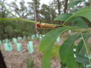 painted-pine-moth-orgyia-australis-25-sept-2016
