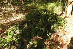 compost-pile-29-nov-2016