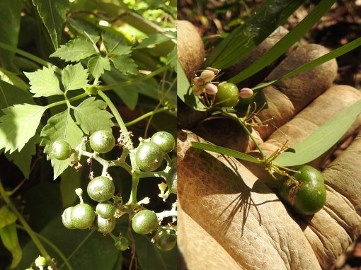 slender-grape-wombat-berry-29-nov-2016