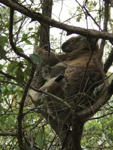 koala-gpp4-20-dec-2016