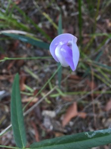 wild-cowpea-vigna-vexilata-var-augutifolia-17-dec-2016