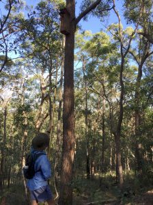 Ed checks nest box - 27 May 2017