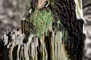 wAng---form-IMG_7594_01